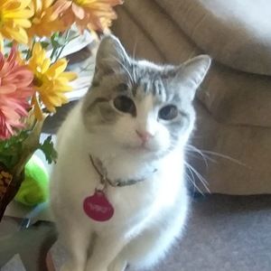 Meet your Posher, Lil boo